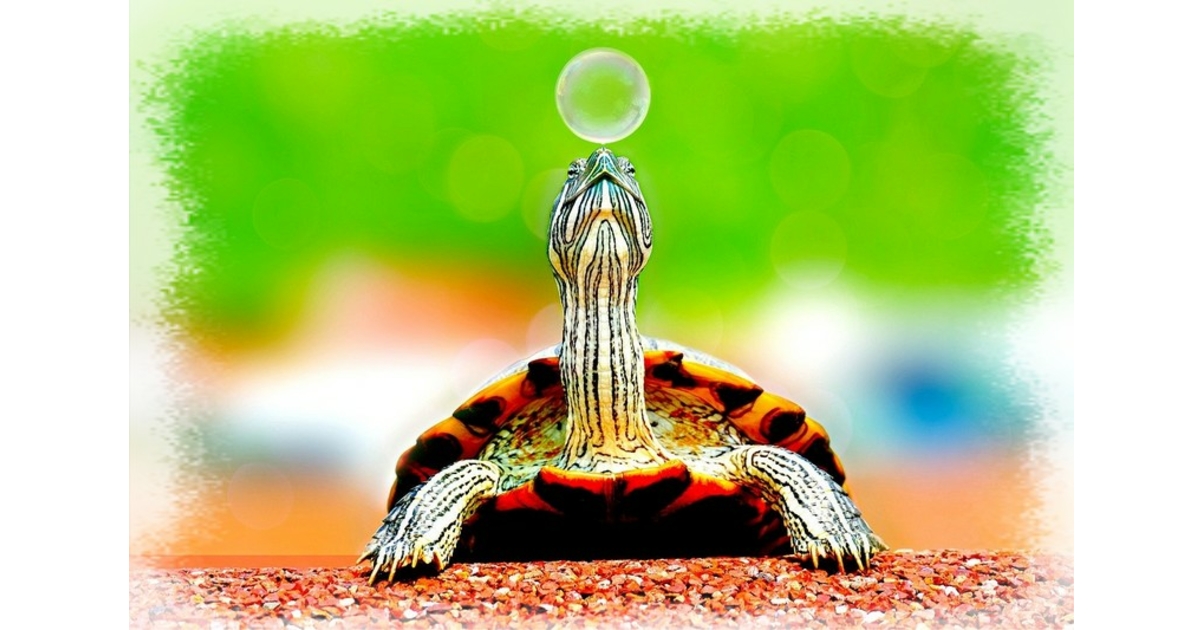 Boutique Pour Reptiles & Amphibiens - Petits Compagnons